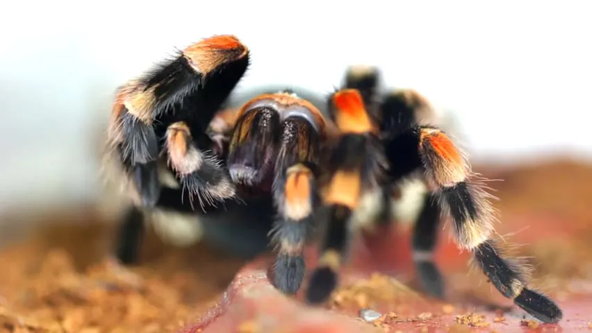 15671 tarantula walking