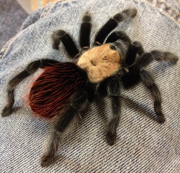 15672 tarantula stuck molt