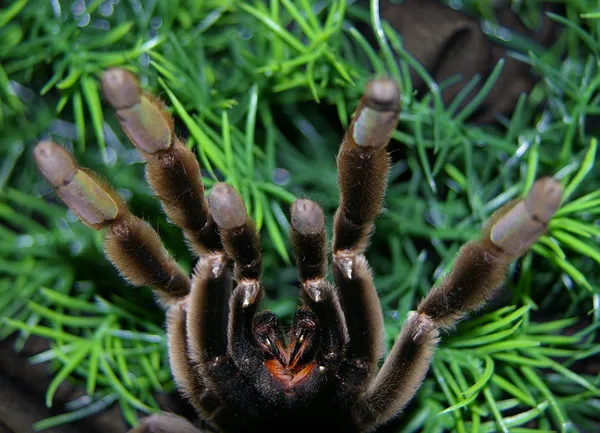 15673 tarantula bite first aid