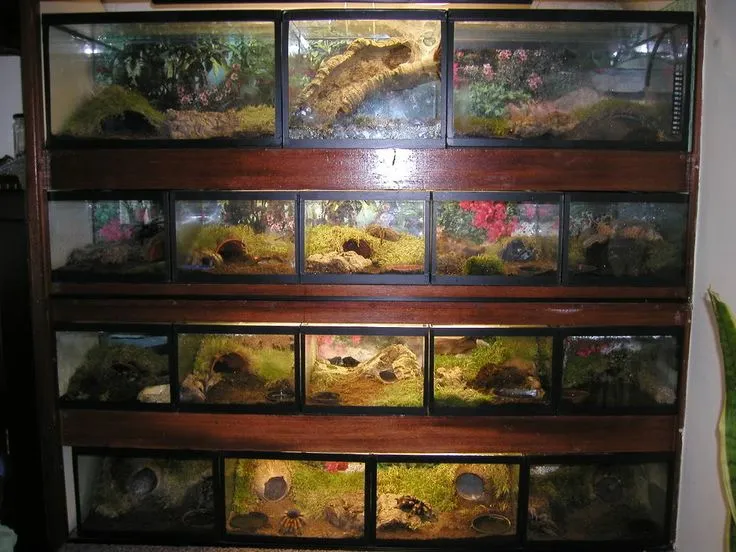 15675 tarantula enclosure small