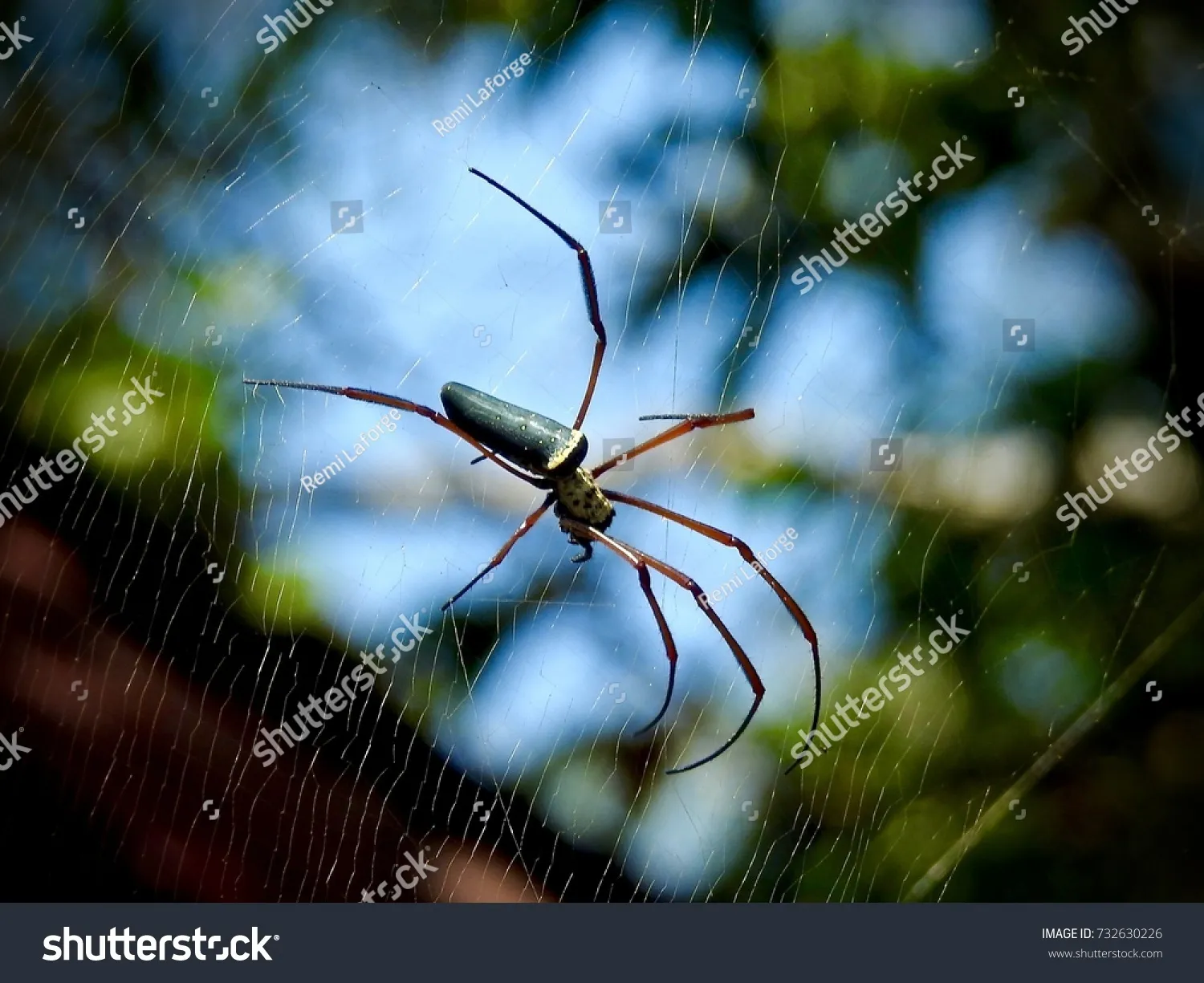 15676 tarantula feeding