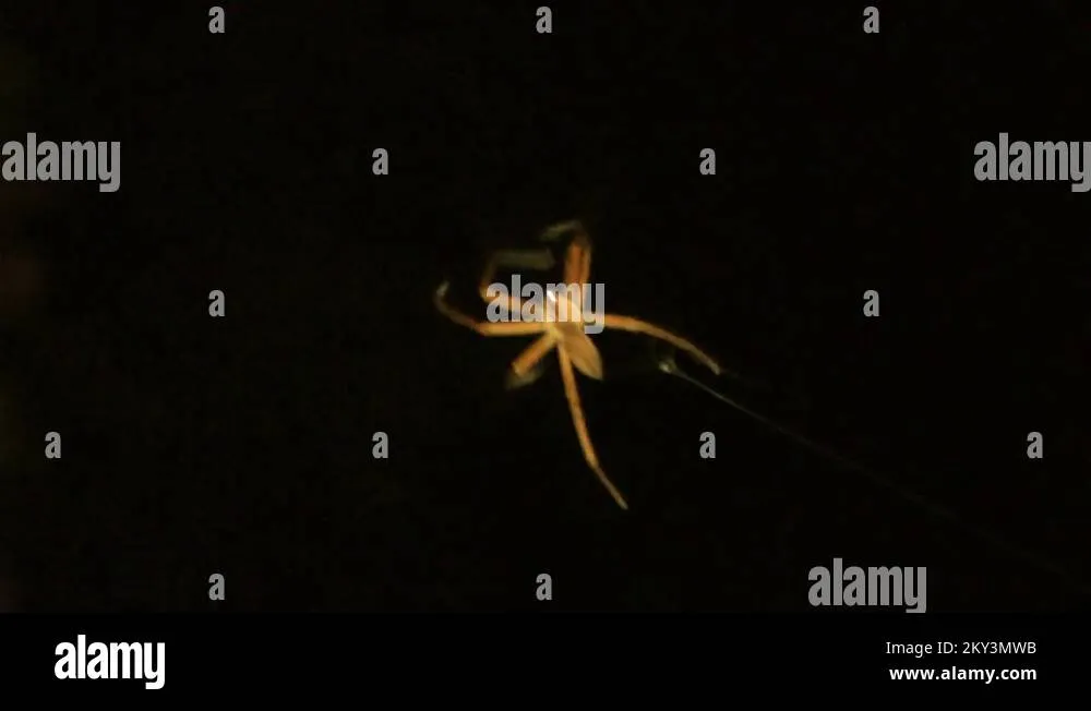 15676 tarantula handling