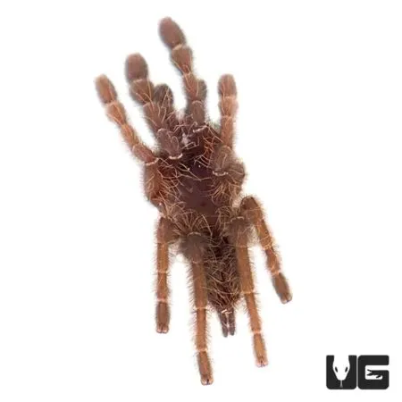 15676 tarantula shedding