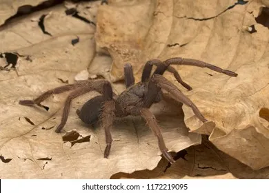 15676 tarantula species malaysia