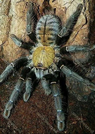 /img/15676-tarantula-spider-for-sale-malaysia-8.webp
