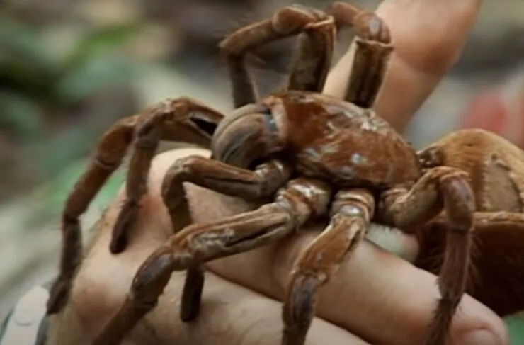 15677 texas giant tarantula closeup