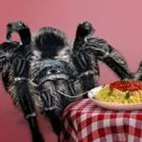 15677 texas giant tarantula hunting