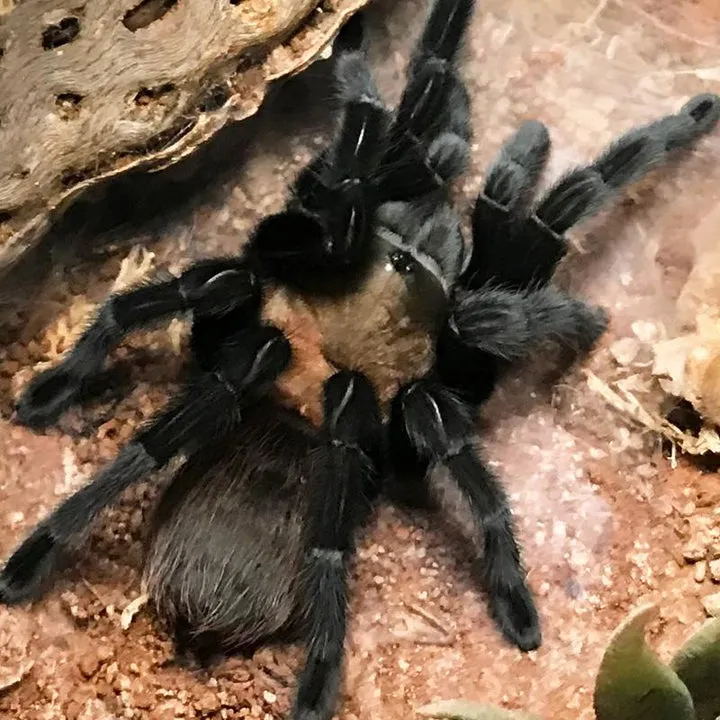 15677 texas giant tarantula molting
