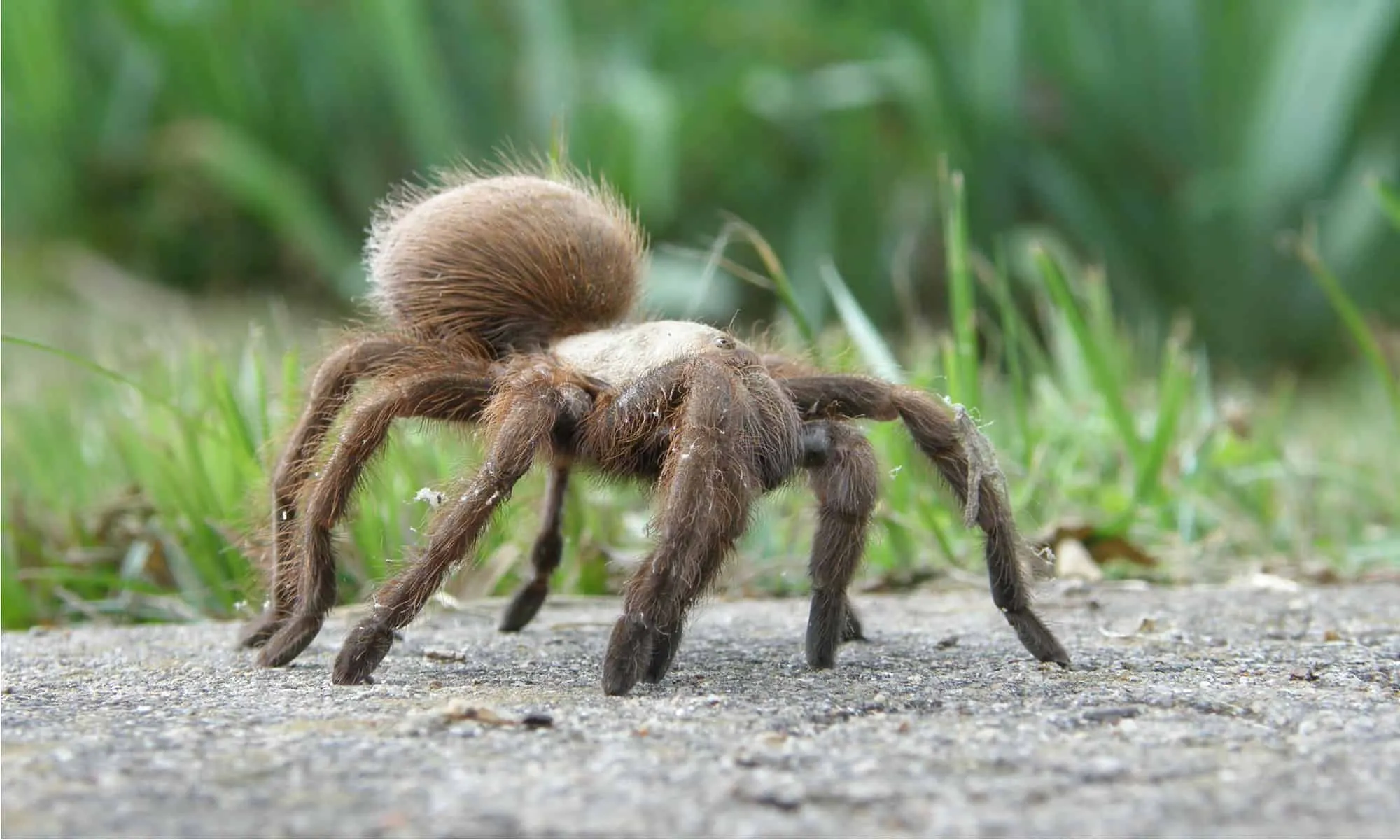 /img/15677-texas-giant-tarantula-myth.webp