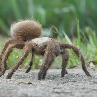 /img/15677-texas-giant-tarantula-myth.webp