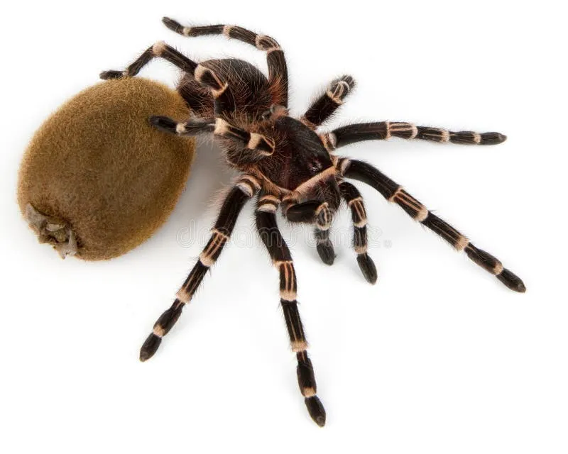 /img/15678-giant-tarantula-video.webp