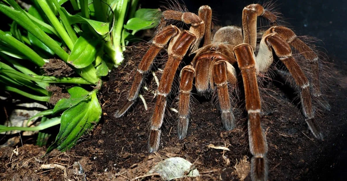 15678 goliath birdeater care