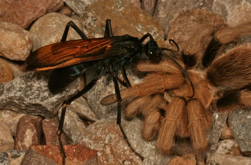 15678 other giant tarantulas