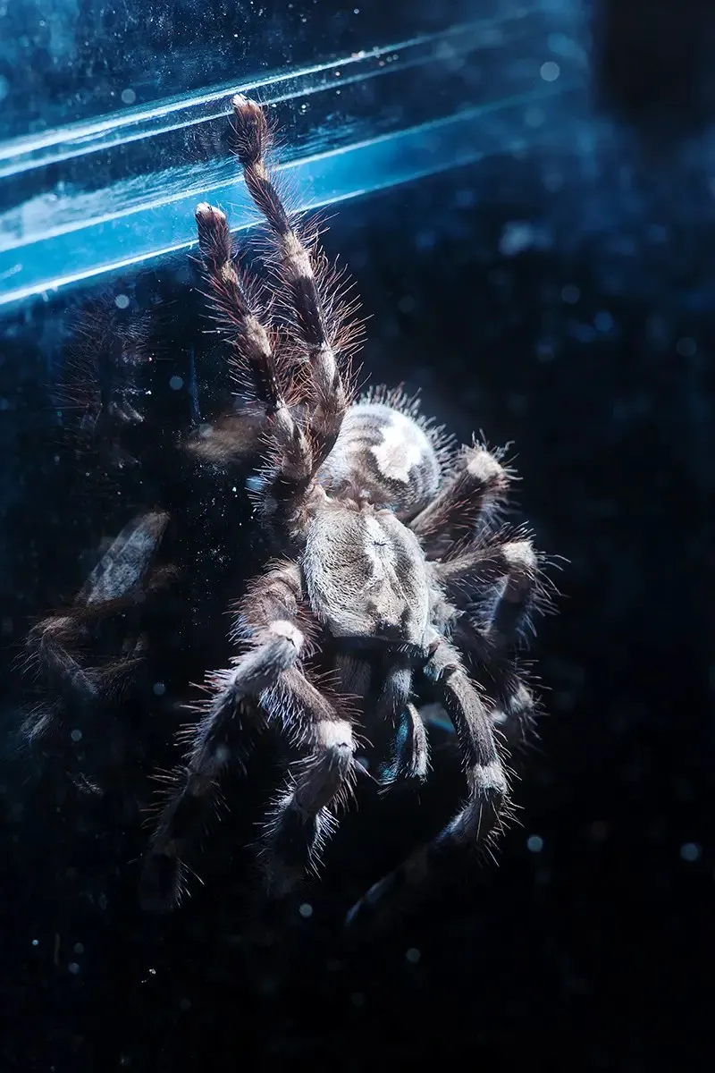 /img/15680-regalis-tarantula-cleaning.webp