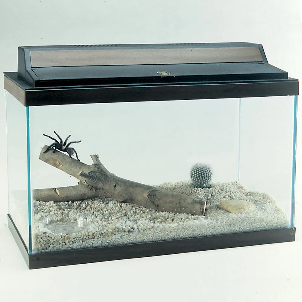 15680 regalis tarantula decor