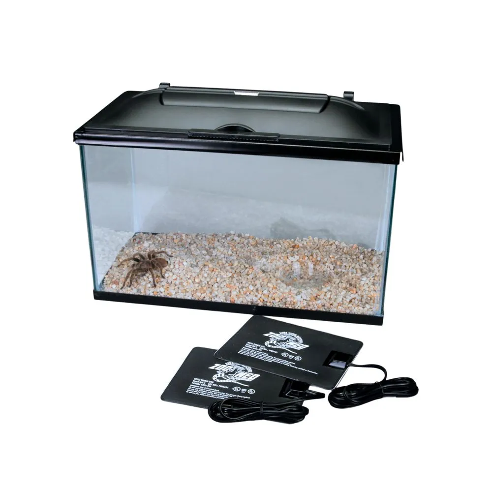 15680 regalis tarantula feeding