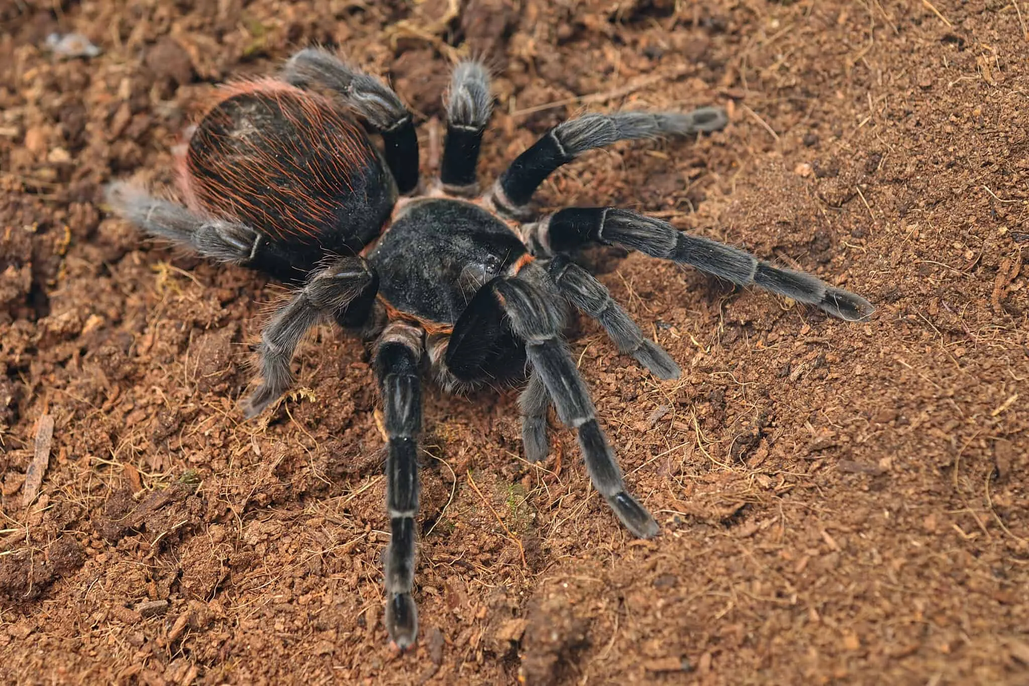 15680 regalis tarantula water