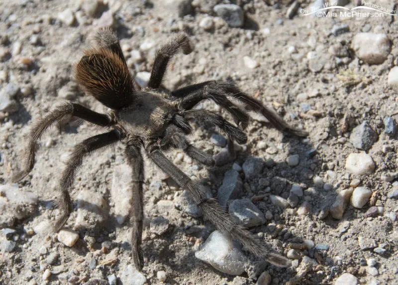 15681 desert tarantula hunting
