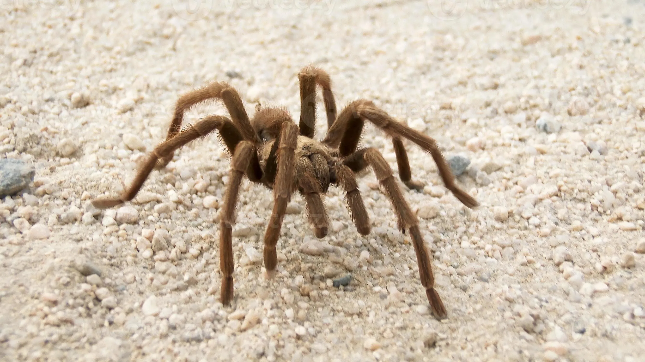 15681 desert tarantula overview