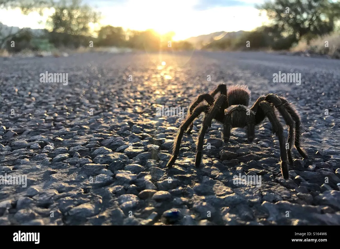 /img/15681-desert-tarantula-spiderlings.webp