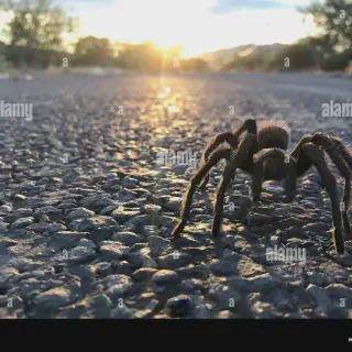 /img/15681-desert-tarantula-spiderlings.webp