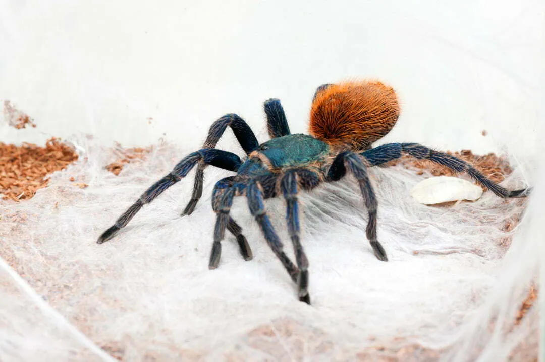 15682 tarantula eating