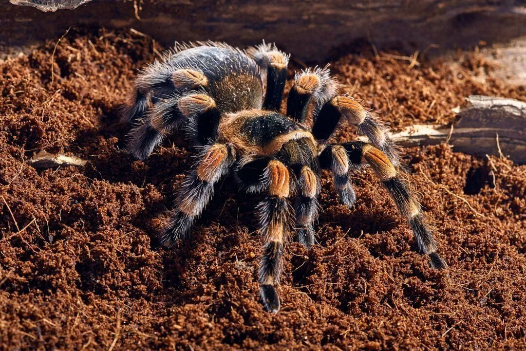 15682 tarantula mating
