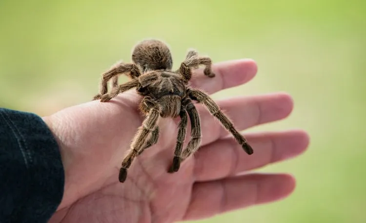 15683 tarantula health