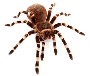 15683 tarantula species