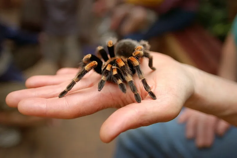 15683 tarantula substrate