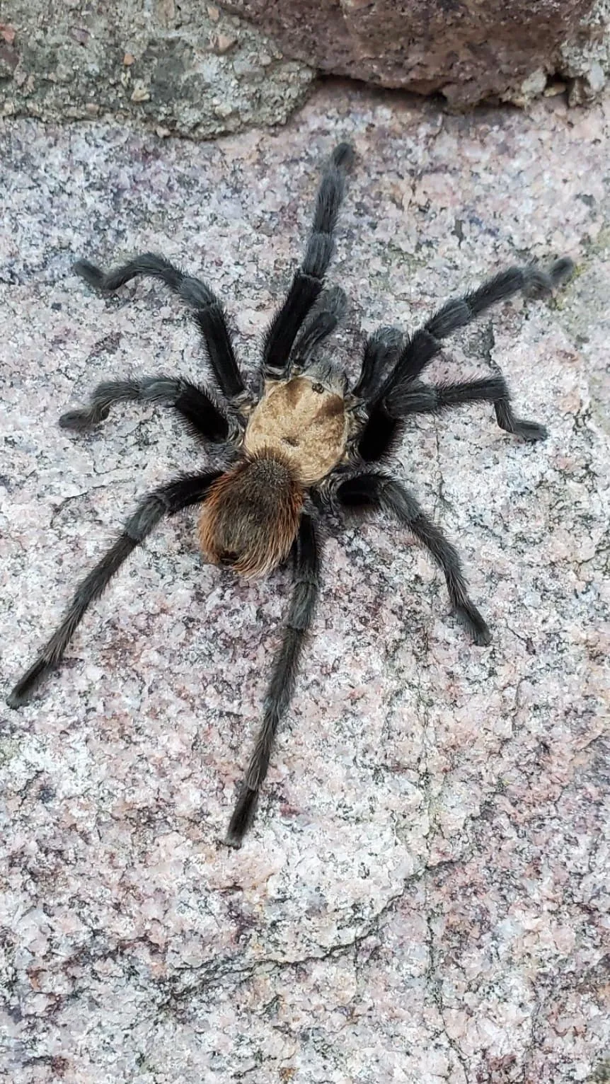 15685 tarantula migration pueblo colorado 3