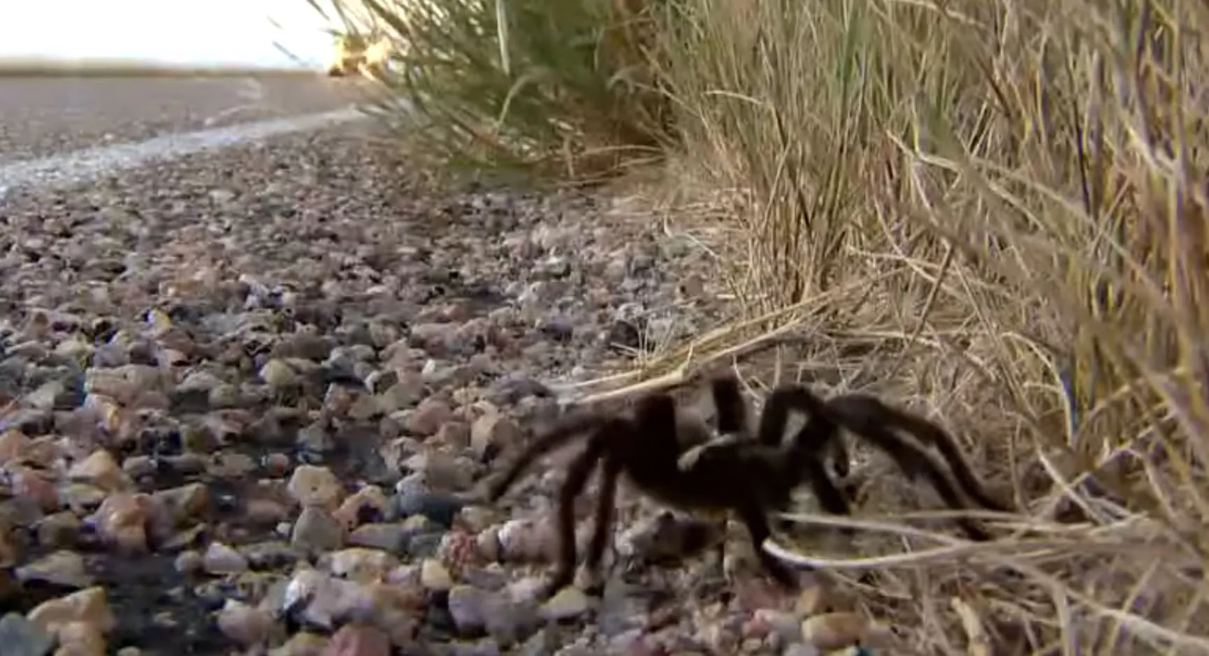 15685 tarantula migration pueblo colorado 5