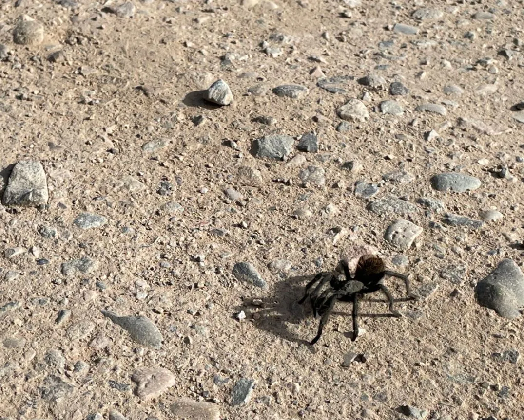 15685 tarantula migration pueblo colorado 6