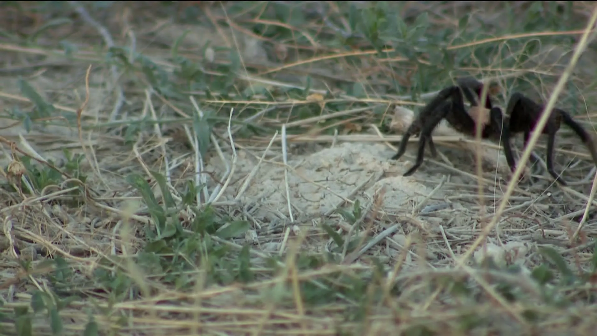 /img/15685-tarantula-migration-pueblo-colorado-7.webp
