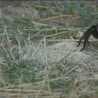 /img/15685-tarantula-migration-pueblo-colorado-7.webp