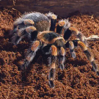 /img/15686-tarantula-in-hand.webp