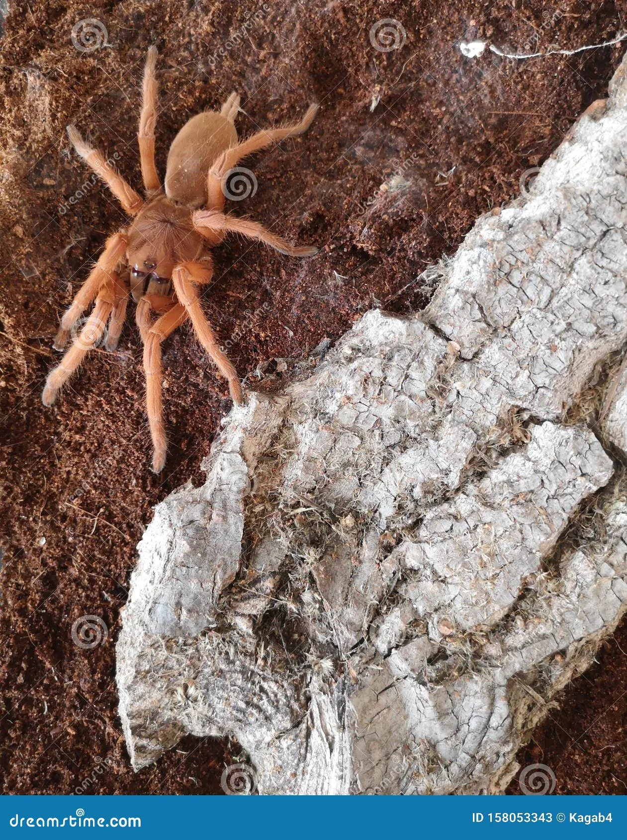 15687 grey tarantula