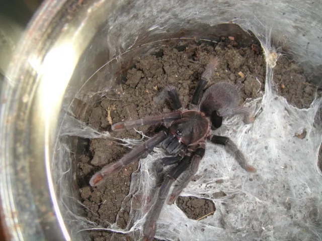 15687 philippine tiger tarantula