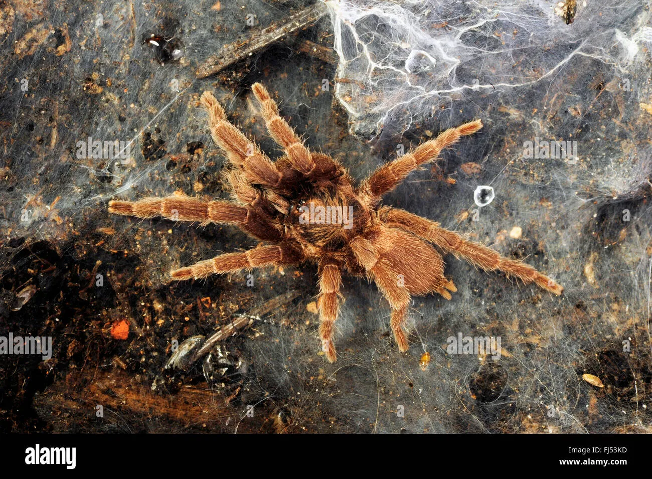 /img/15687-tarantula-conservation.webp