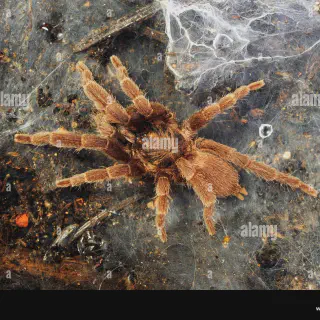 /img/15687-tarantula-conservation.webp