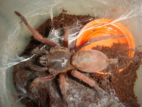 15687 tarantula size comparison