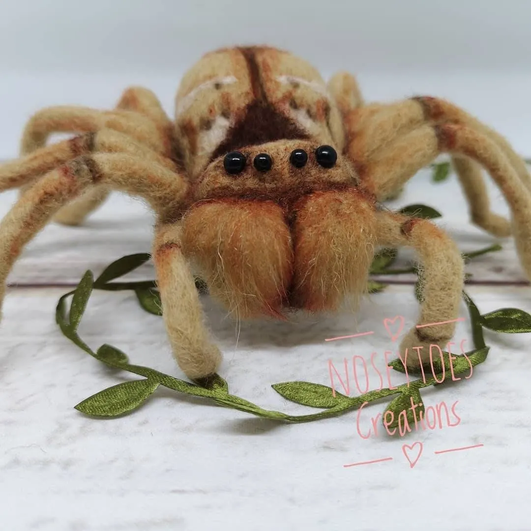 /img/15690-needle-felt-tarantula-display.webp
