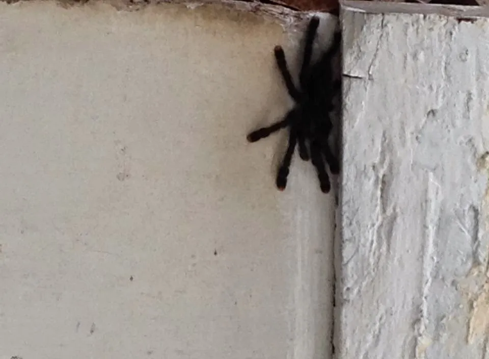 15691 tarantula frog habitat