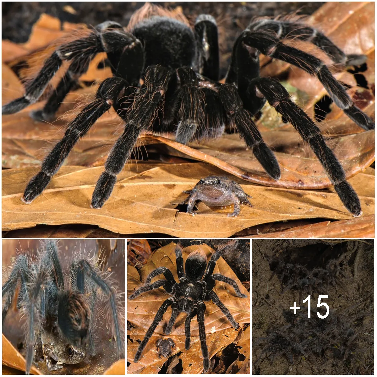 15691 tarantula frog handling