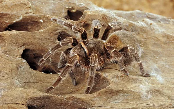 /img/15691-tarantula-frog-substrate.webp