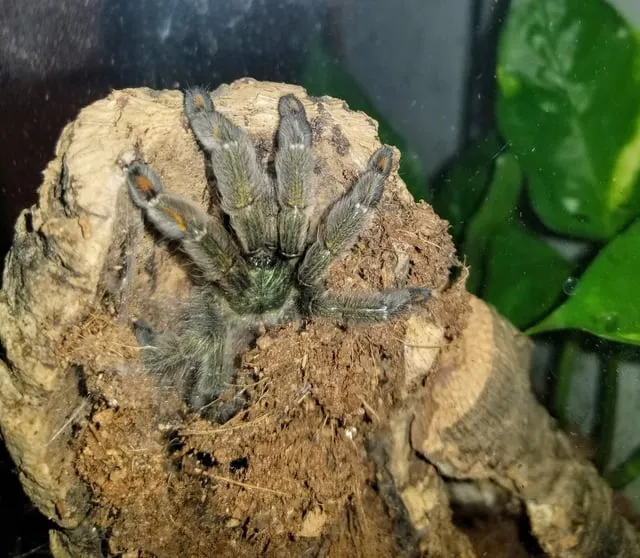 15691 tarantula frog water