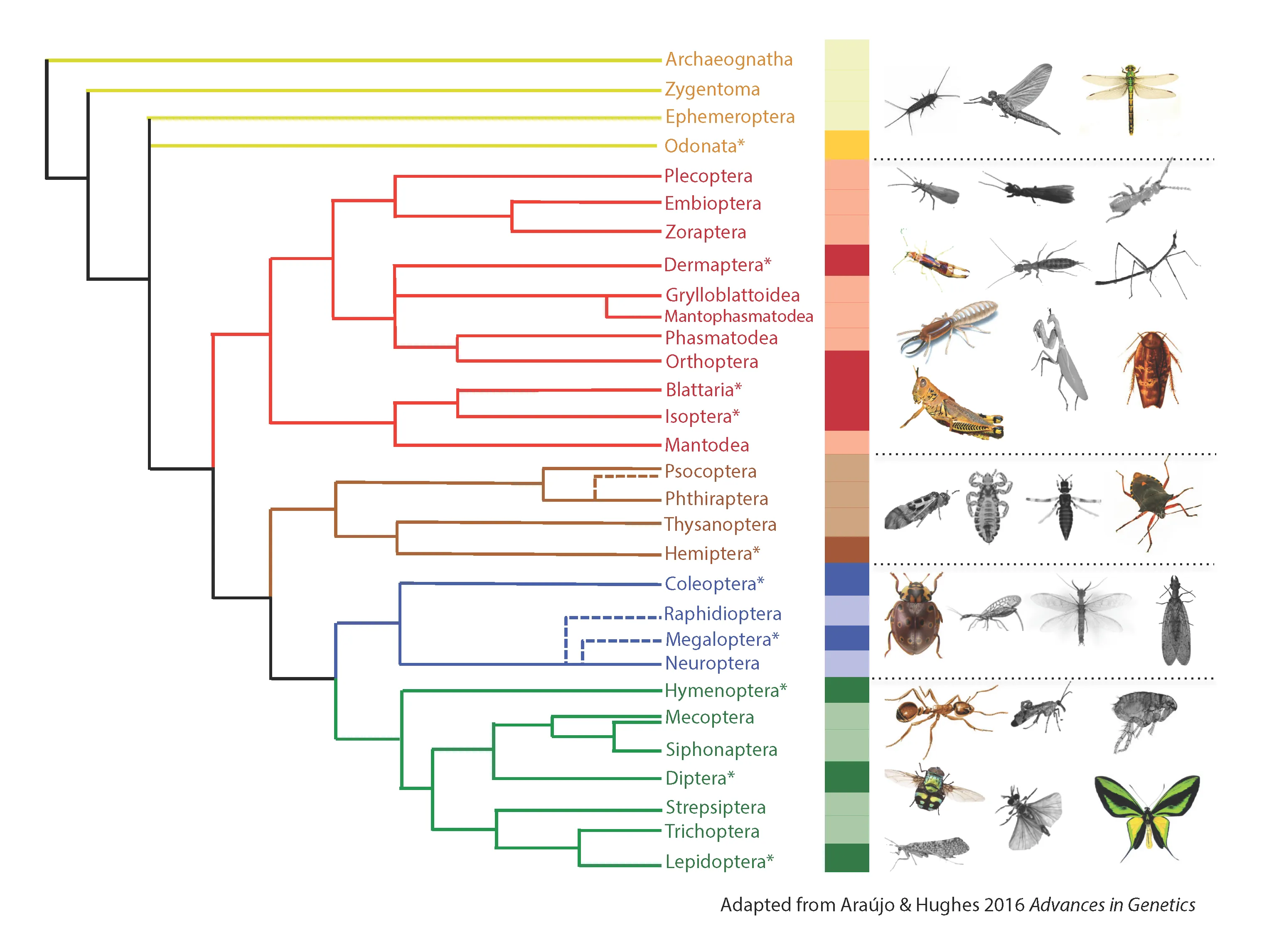 15692 ophiocordyceps growth