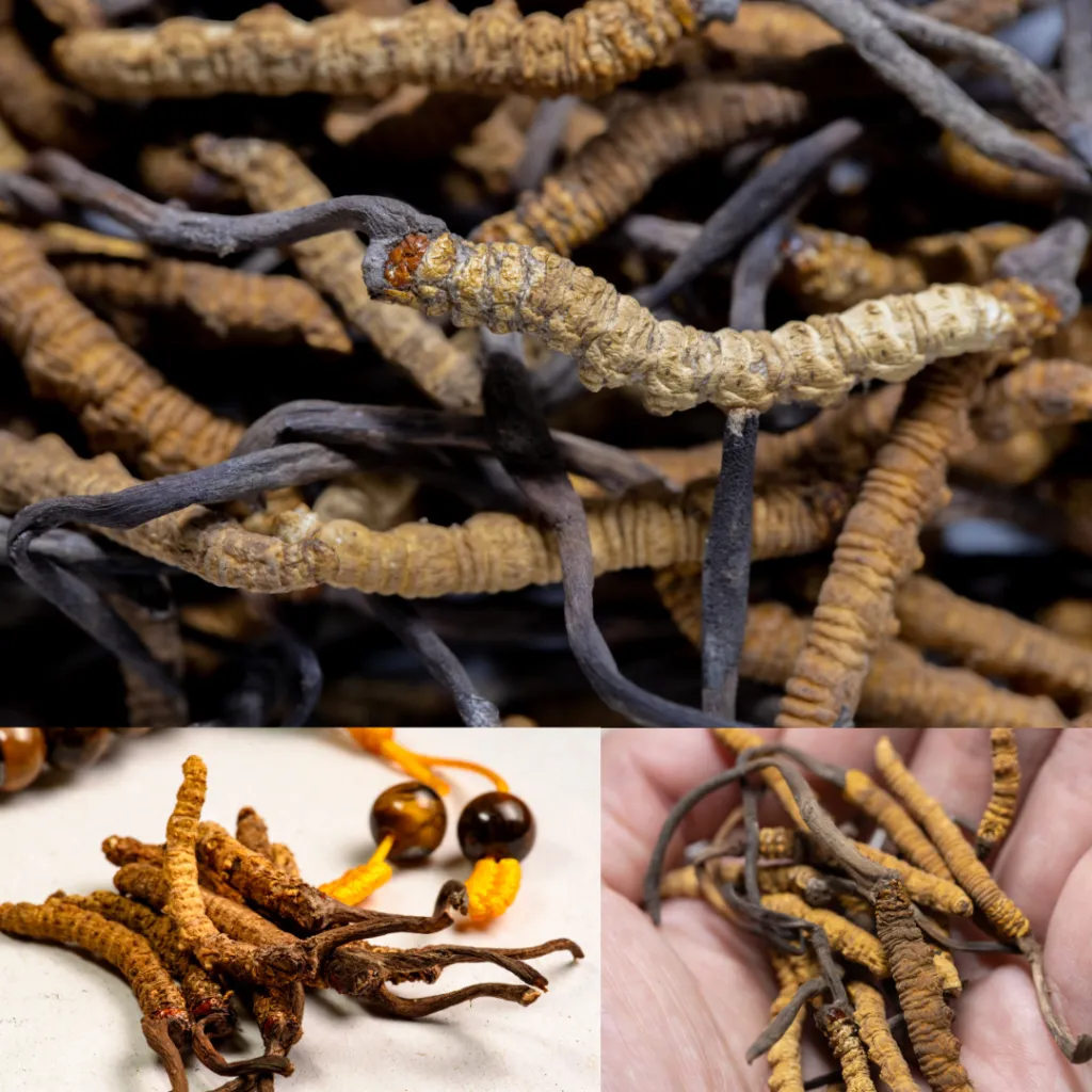 15692 ophiocordyceps habitat