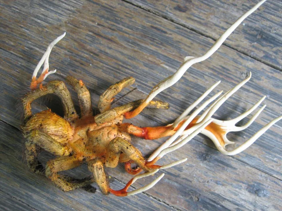 /img/15692-ophiocordyceps-research.webp