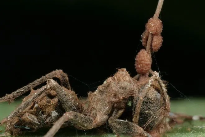 15692 ophiocordyceps tarantula discovery